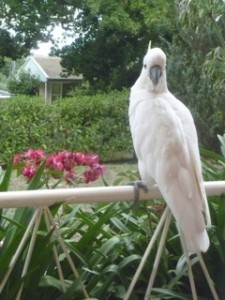 cockatoo 2