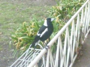 magpie small 1